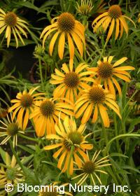 Echinacea 'Mango Meadowbrite'™